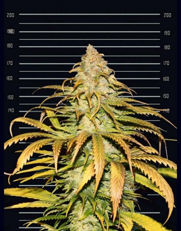 Fastest Sativa Ever seeds