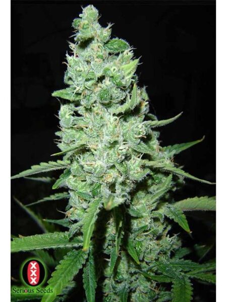 AK-47 By Serious Seeds kannabiksen siemeniä