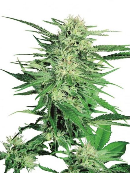 Big Bud By Sensi Seeds kannabiksen siemeniä