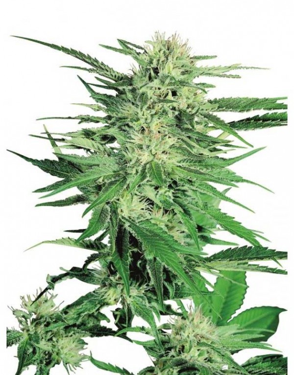 Big Bud By Sensi Seeds kannabiksen siemeniä