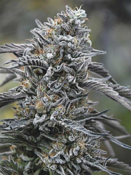 Black D.O.G feminized