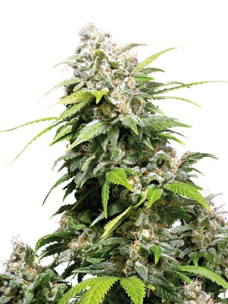 California Indica By Sensi Seeds kannabiksen siemeniä