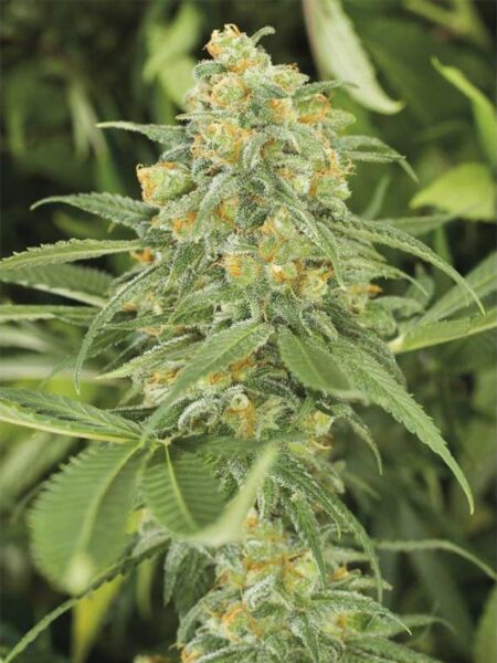 Green Crack feminized