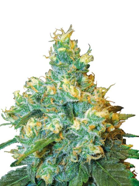 Jack Herer By Sensi Seeds Kannabiksen siemeniä