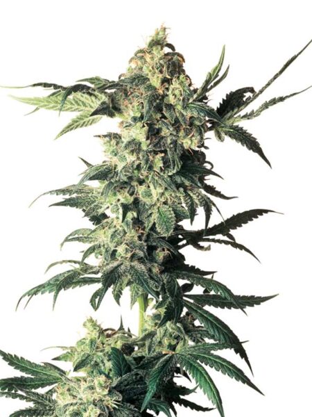 Northern Lights Regular By Sensi Seeds kannabiksen siemeniä