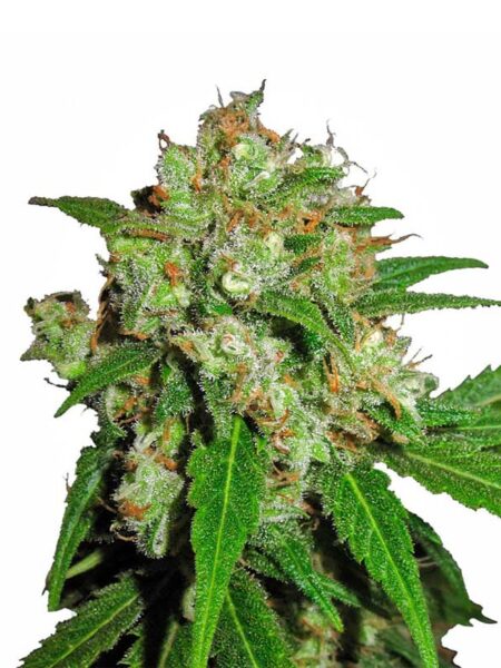 Sensi Skunk By Sensi Seeds kannabiksen siemeniä