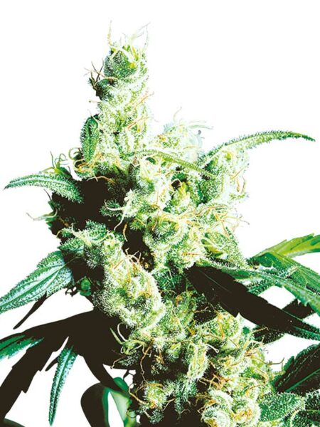 Silver Haze By Sensi Seeds kannabiksen siemeniä