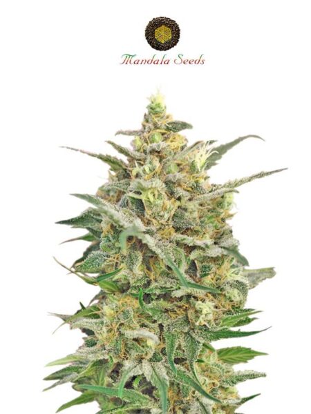 8 Miles High By Mandala Seeds kannabiksen siemeniä