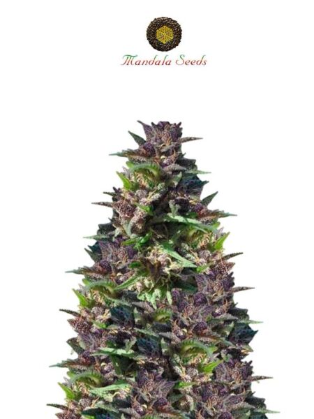 Mandala Seeds Chill-Om