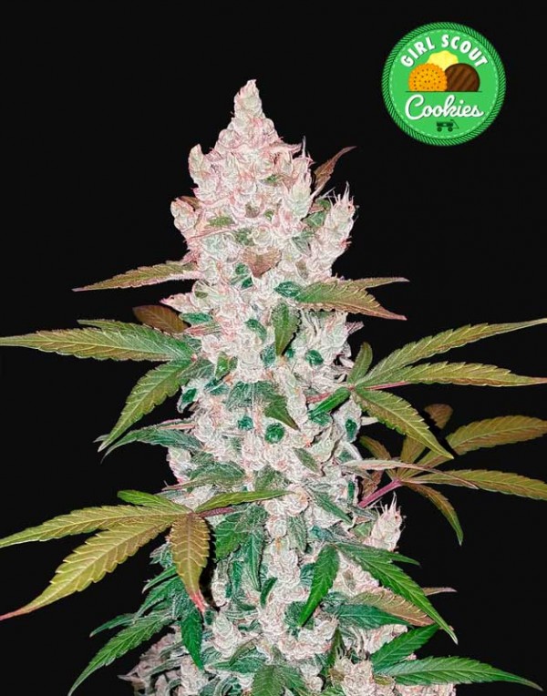 FastBuds Girl Scout Cookies seeds