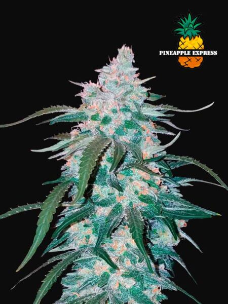 FastBuds Pineapple Express Auto seeds