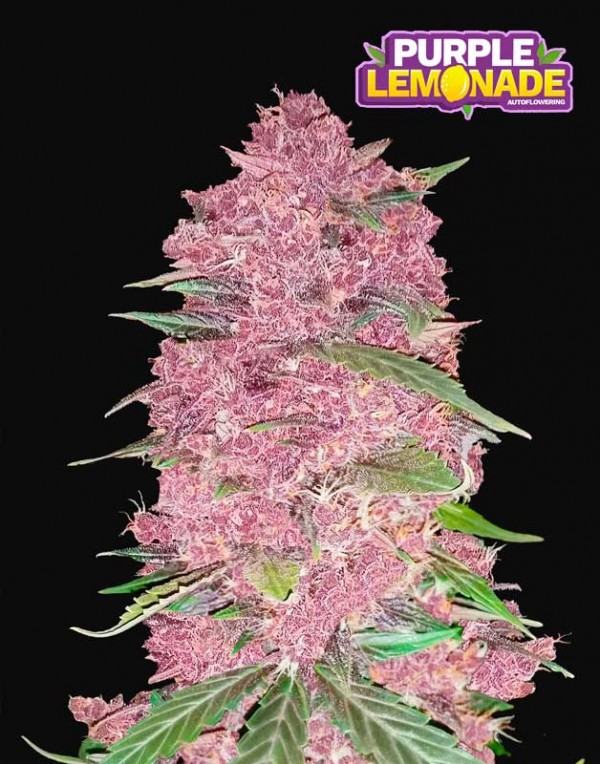 FastBuds Purple Lemonade Auto seeds