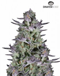 Blueberry Cookies seeds