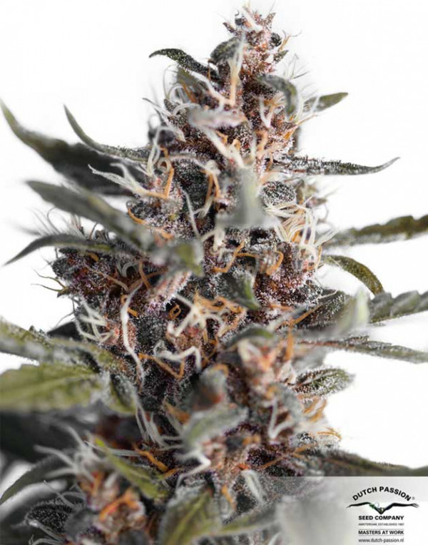 Auto Blackberry Kush seeds