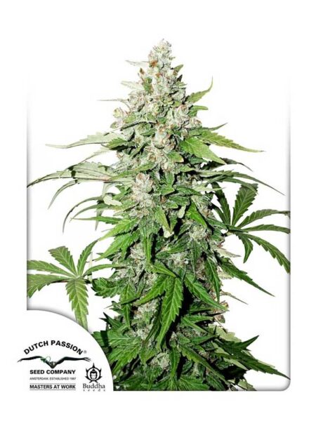 Auto Cinderella Jack seeds