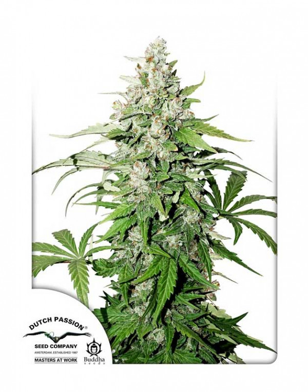 Auto Cinderella Jack seeds