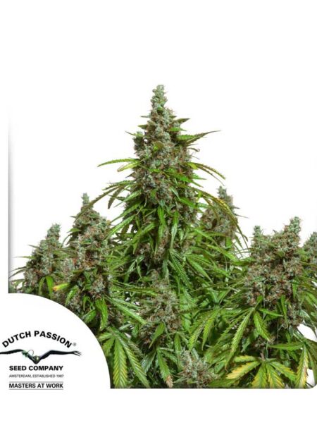 Auto Mazar seeds