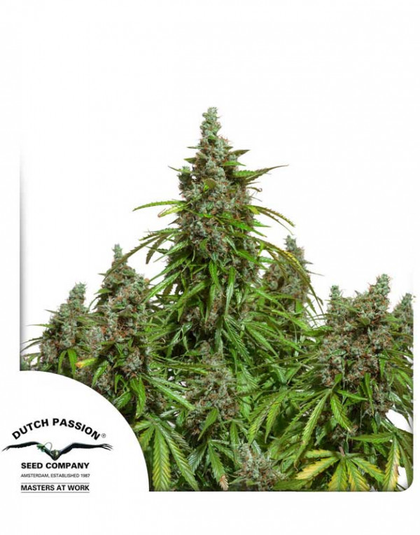 Auto Mazar seeds