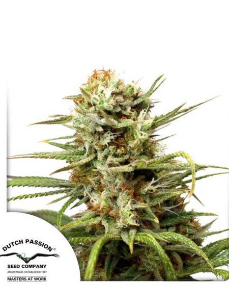 Auto White Widow seeds