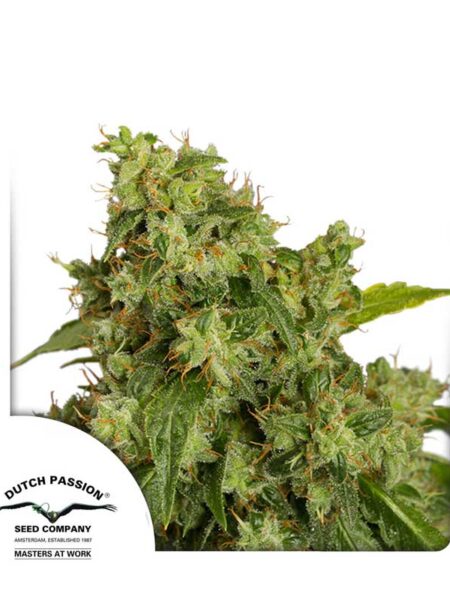 Auto Xtreme seeds