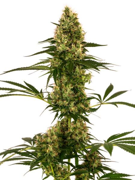 Blue Bullet Automatic seeds