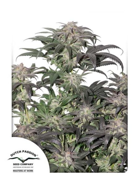 Bubba Island Kush seeds