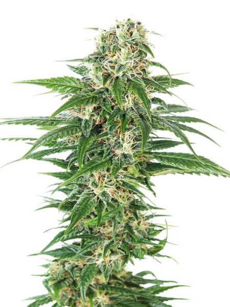 Early Skunk Automatic seeds