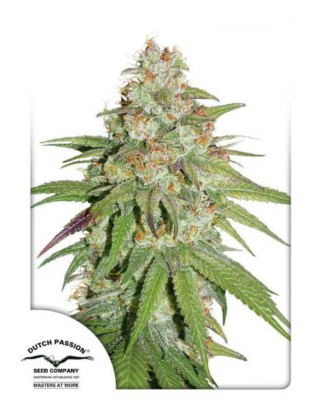 Glueberry O.G seeds