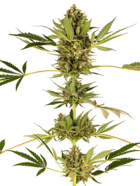 Himalayan CBD feminized seeds