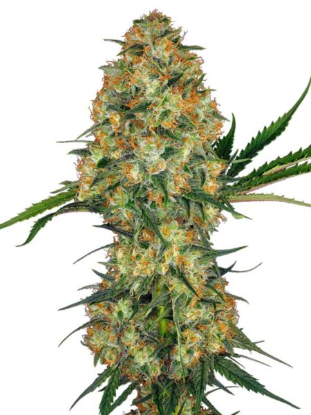 Hindu Kush feminized seeds