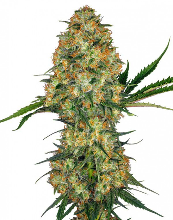 Hindu Kush feminized seeds