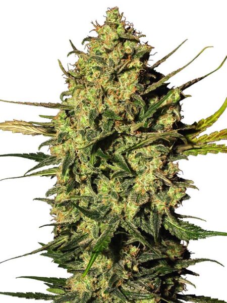 Master Kush Automatic seeds