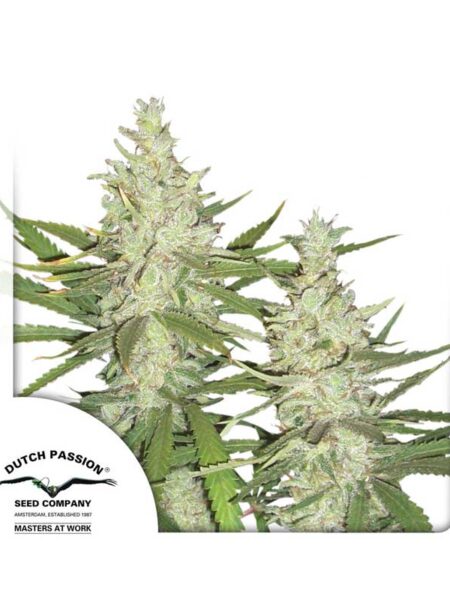 Outlaw Amnesia seeds