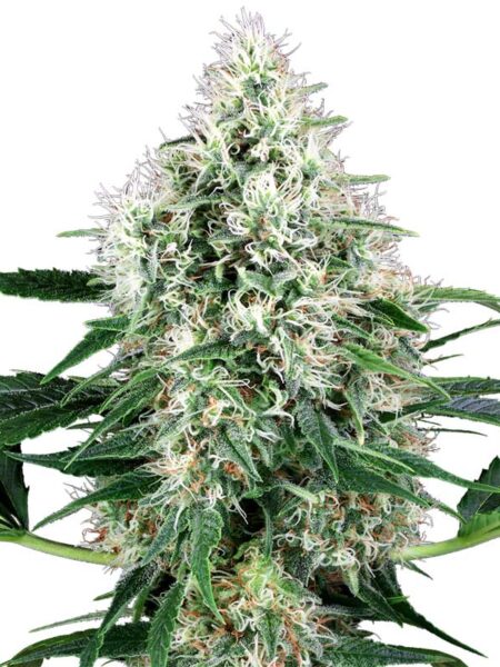 Pure Power Plant Automatic seeds