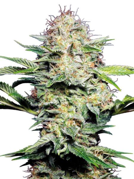 Sensi Skunk Automatic seeds