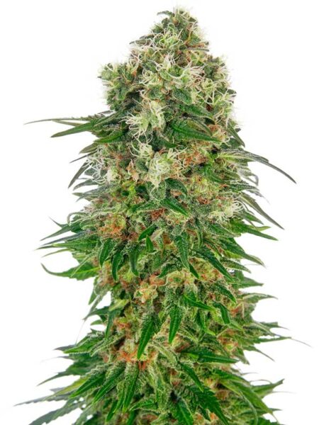 Shiva Skunk Automatic seeds