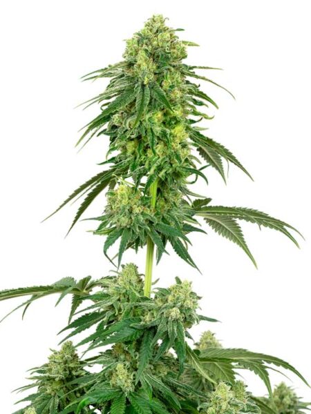 Strawberry Kush seeds