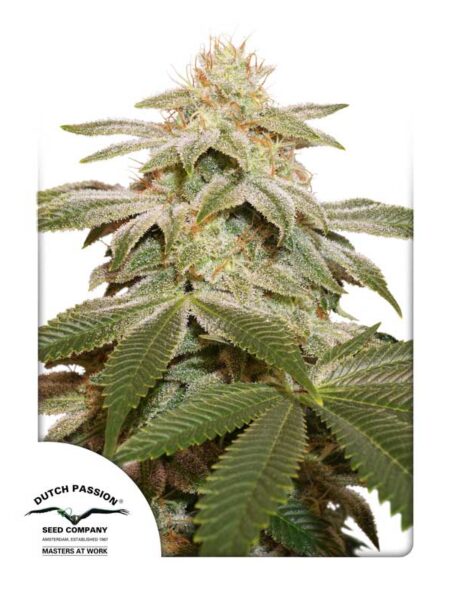 Sugar Bomb Punch seeds