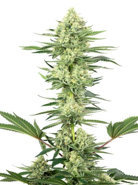 White Gorilla Haze seeds