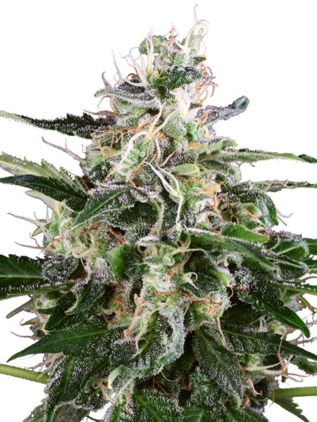 White Skunk Automatic seeds