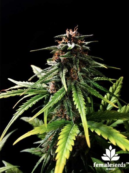 Auto Speed Bud seeds