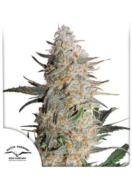 Critical Orange Punch feminized