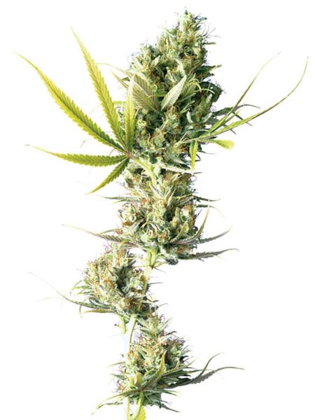 Sensi Seeds Durban Feminized