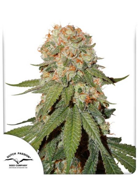 Orange Bud feminized