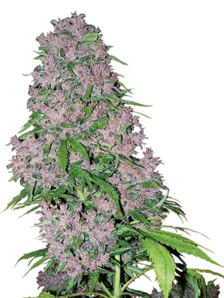 Purple Bud feminized