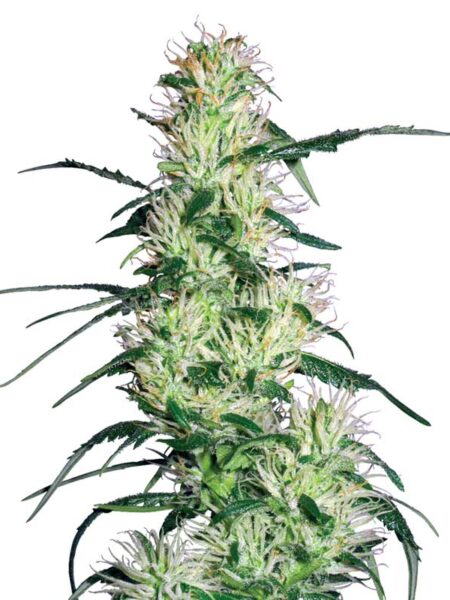 Purple Haze feminized