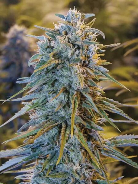 Blue Dream feminized