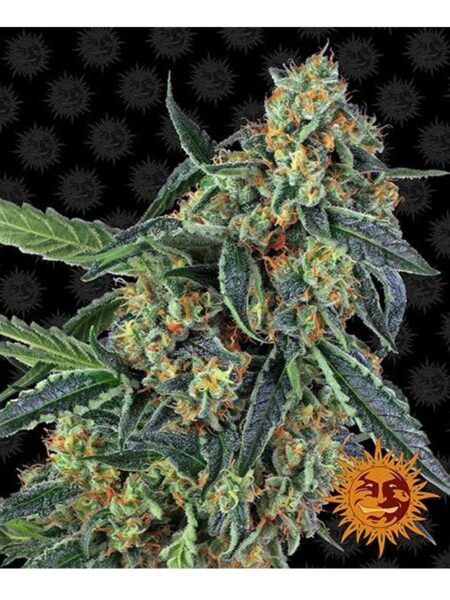 Cookies Kush feminized seeds