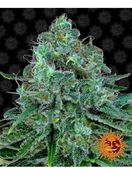 Critical Kush feminized seeds