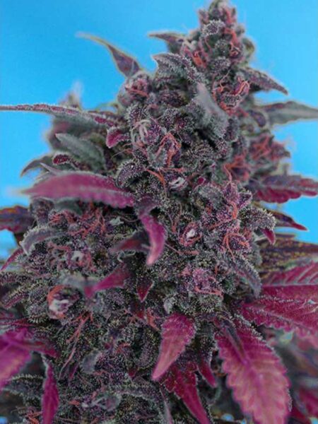 Dark Devil Auto Auto